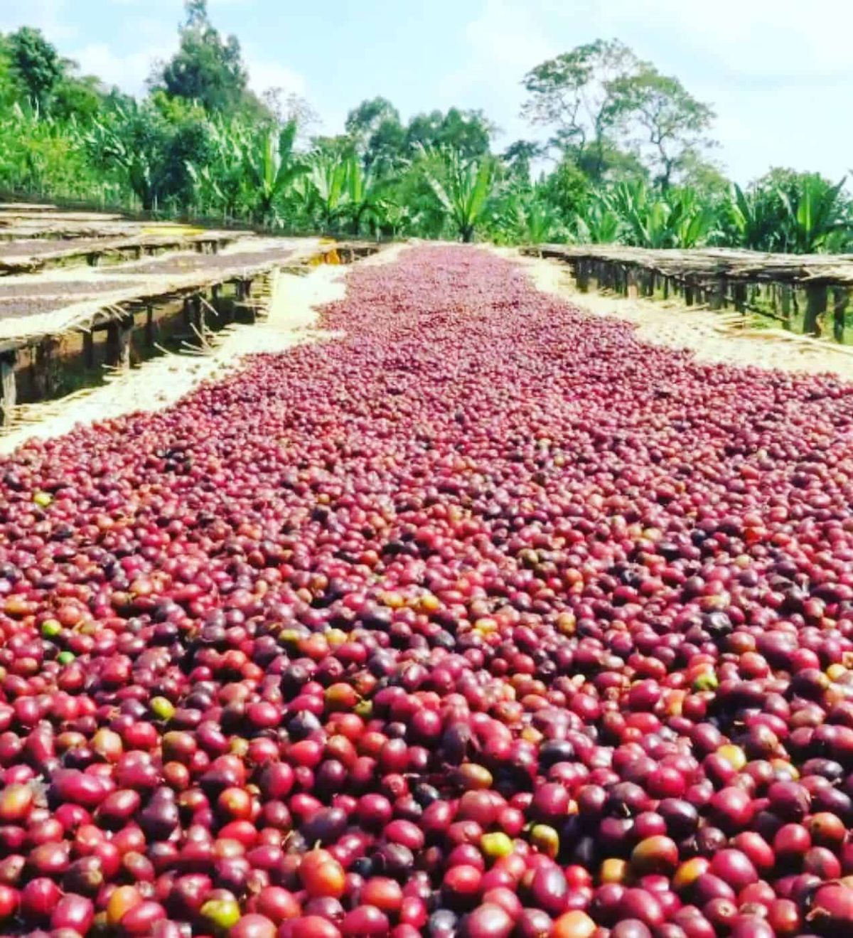 Sensation Coffee Roasters #4