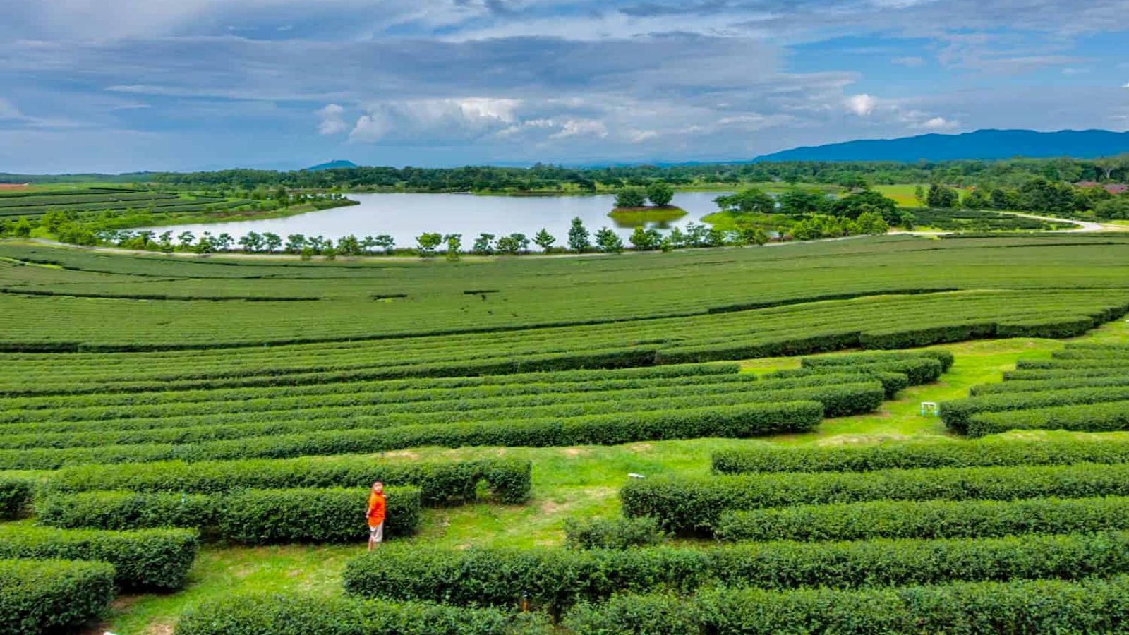 Zach Price Takes You Deeper Into Chiang Mai Coffee