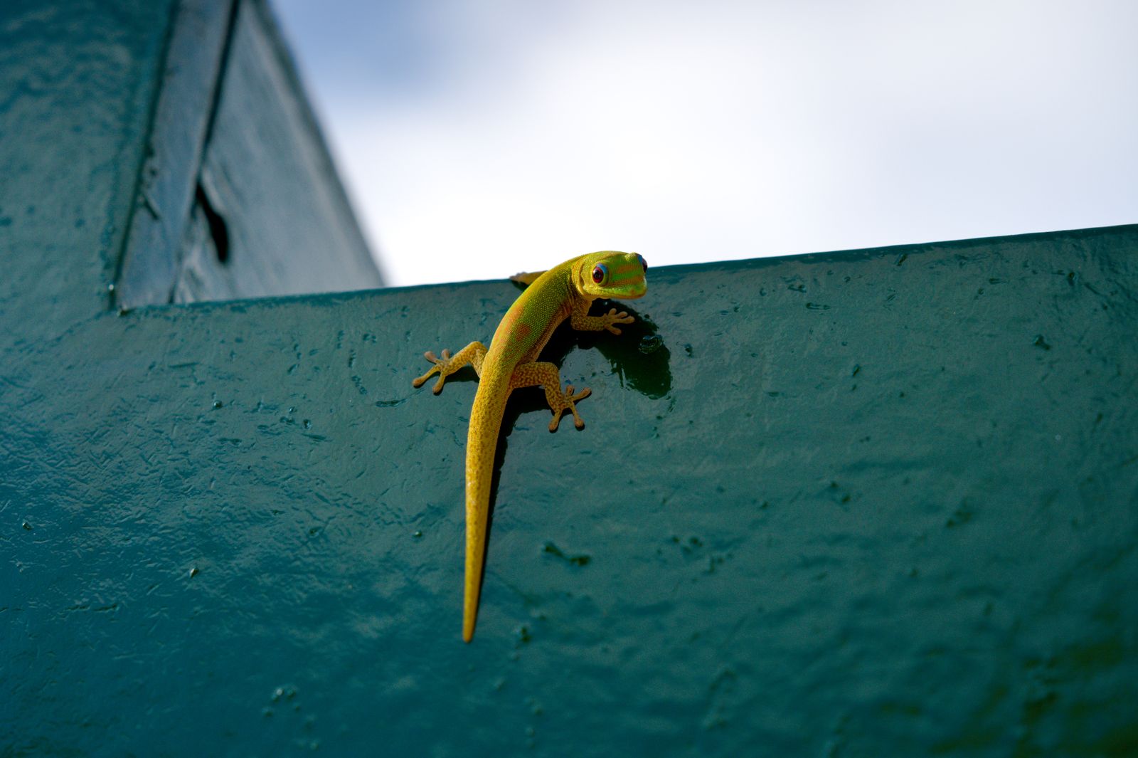 A small gecko on a painted outdoor wall against the sky