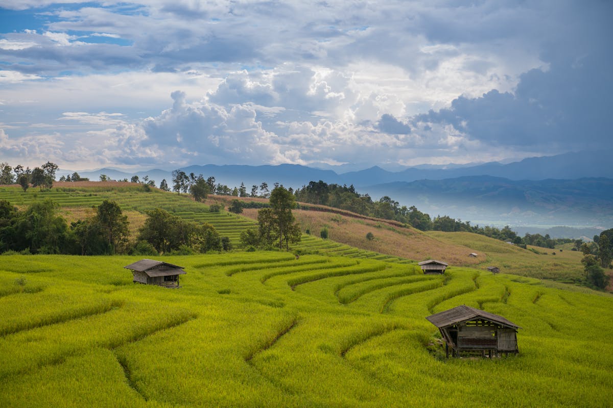 Green terraced rice paddies with wooden huts and mountains beyond