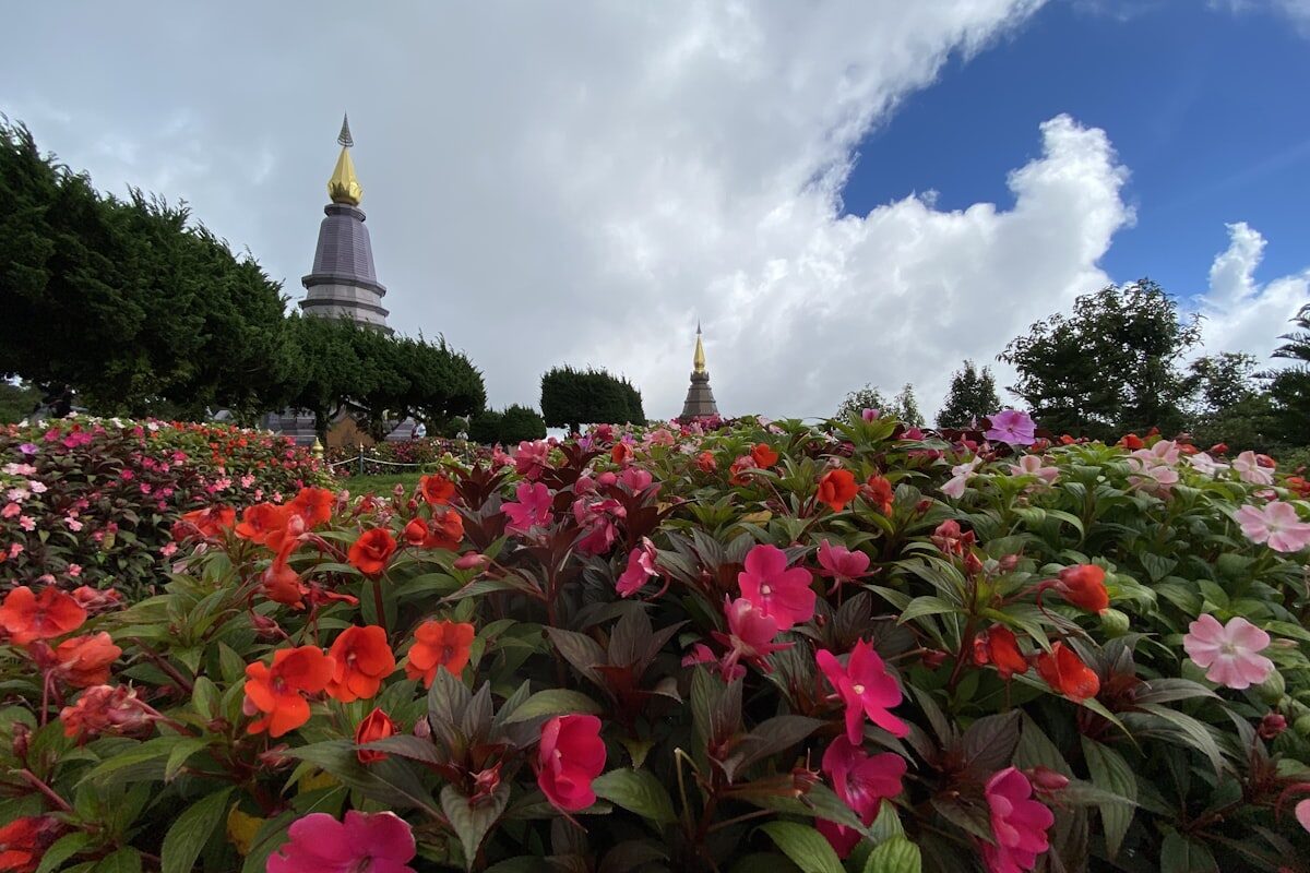 Bright flower garden with the twin royal pagodas of Doi Inthanon behind