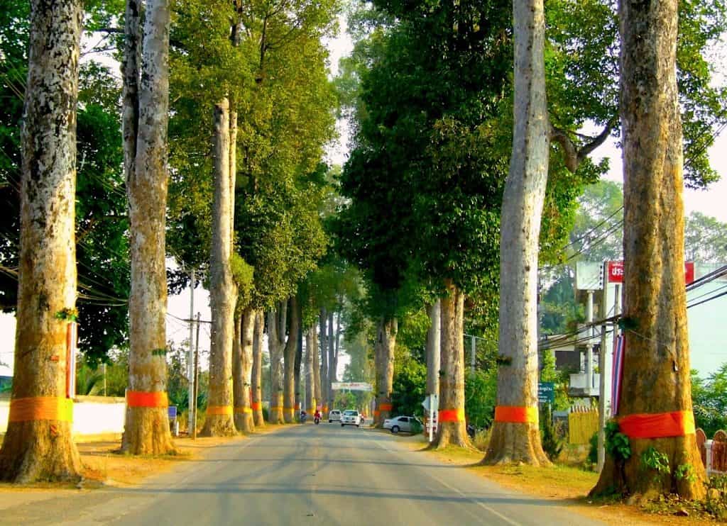 Saraphi