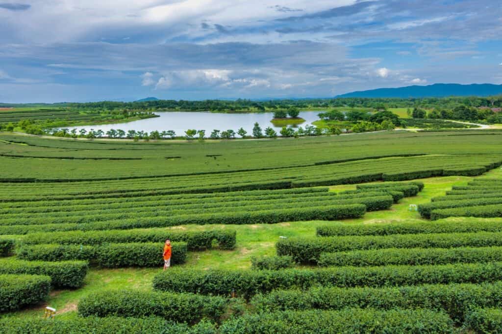 Zach Price Takes You Deeper Into Chiang Mai Coffee